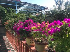 -马白开来特色羊排揪片子  (总店)