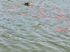 -前关湿地公园
