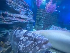-烟台海昌鲸鲨海洋公园