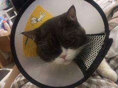 -萌兽医馆·犬猫专科·眼科中心·宠物医院(朝阳门分院)