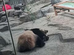 -武汉动物园
