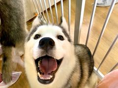 -Husky Go! 哈士奇体验馆·宠物咖啡厅狗咖