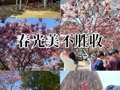 -合肥滨湖国家森林公园