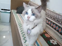 -楼上猫咖(罗湖店)