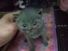 -瑞派动物医院·猫专科·至诚(江南中分院)