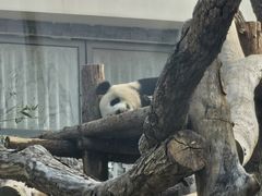 -武汉动物园