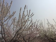 -永定河休闲森林公园