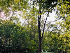 -莲花池公园