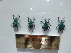 -上海昆虫博物馆