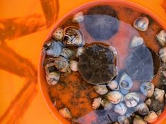 -红树林天天赶海