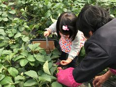 -小鱼草莓采摘园农家乐·小鱼餐厅