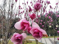 -铁山坪森林公园