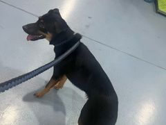 -瑞鹏宠物医院·爱宠堂·骨外专科(西荷分院)