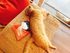 -藏猫猫咖啡主题馆(中央大道店)