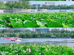 -莲花池公园