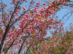 -长白岛森林公园