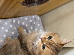 -滚猫咖啡·猫咖·猫友好撸猫(未来城店)