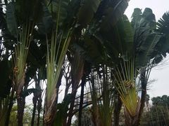 -荔枝公园(福田区)