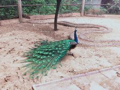 -攀枝花公园