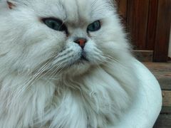 -喵屿·大理花园猫咖