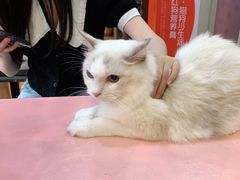 -喵百万·布偶·蓝金金渐层英短·猫舍(百子湾店)