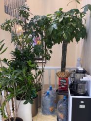 -紫洁俪方（北京）医疗美容