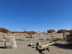 -金塔沙漠胡杨林景区
