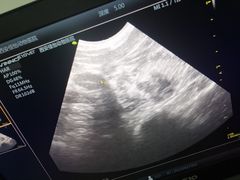 -佳怡动物医院·平价24小时·猫专科骨外科