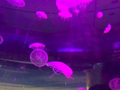 -苏州海洋馆