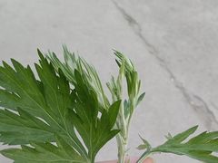 -五谷丰登·胶东海鲜·家常菜(张村店)