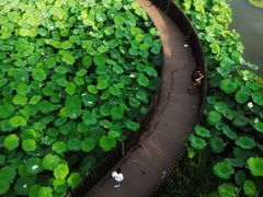 -陈家山荷花公园