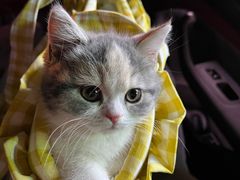 -momokira米努特·德文卷毛猫·棉花面纱犬