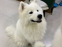 -安格丽娜·狗咖·猫咖羊驼咖(春熙路百盛商场店)