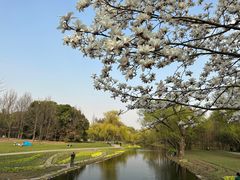 -上海共青森林公园