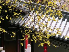 -灵谷景区