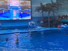 -海合安成都极地海洋公园