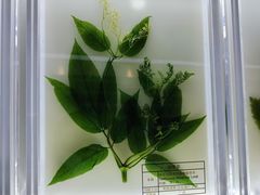 -广东中医药博物馆