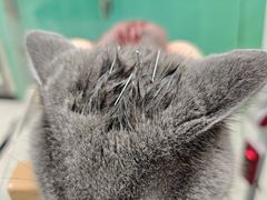 -利又安动物医院··老年病·猫科犬科·中兽医