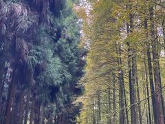 -山王坪喀斯特国家生态公园