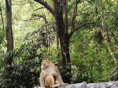 -黔灵山公园