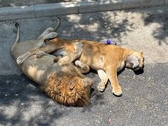 -大连森林动物园