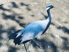 -哈尔滨北方森林动物园