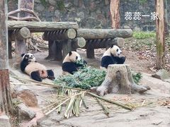 -都江堰中华大熊猫苑