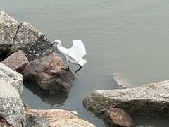 -深圳湾公园(南山区)