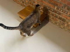 -豆逗聊愈猫阁Easy Life