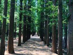 -日照海滨国家森林公园