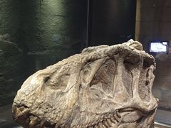 -自贡恐龙博物馆