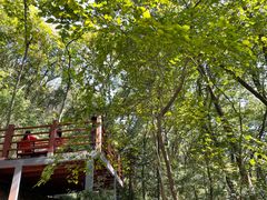 -上海佘山国家森林公园天马山园