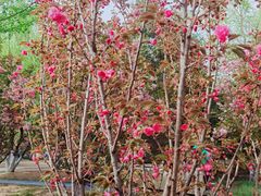 -长白岛森林公园