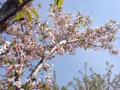 iphone_upload_pic-高东镇樱花园